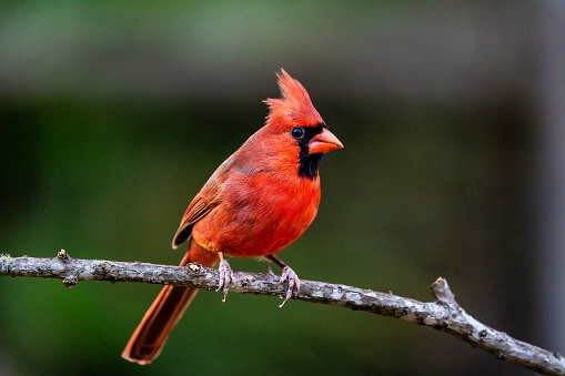 A beautiful male northern cardinal perched on a tree branch.