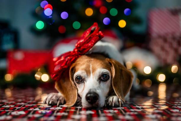 istock Cute beagle with a red bow posing against the colorful Christmas lights. 1488832228