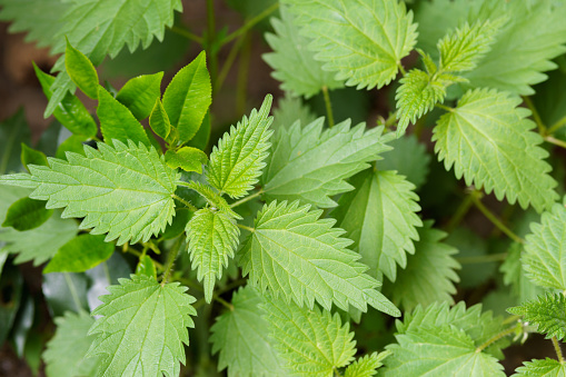 Pristine freshly grown nettle