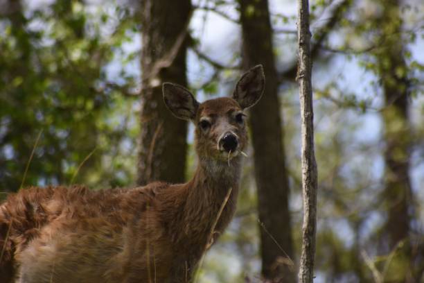 istock Deer standing in a forest surrounded by trees, bushes, and other foliage 1488834290