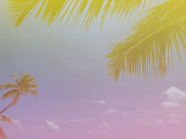 istock Summer with colorful theme as palm trees background as texture frame background 1488834738