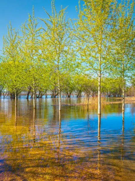 Treelined woodland with tranquil water reflections at the St. Lawrence River forest in Trois-Rivières, Quebec, Canada, spring floodwaters in the meadow along the riverbank