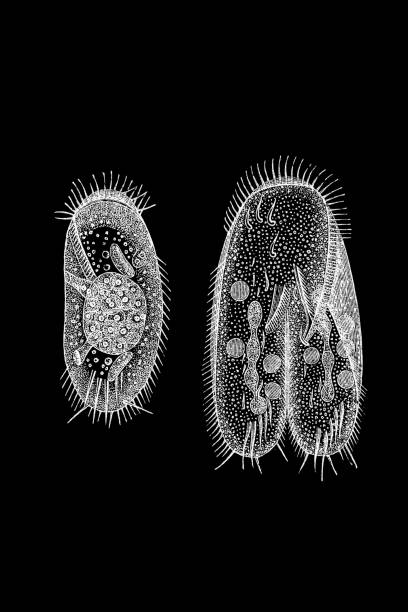 Protozoa Protozoa cell flagellum stock illustrations