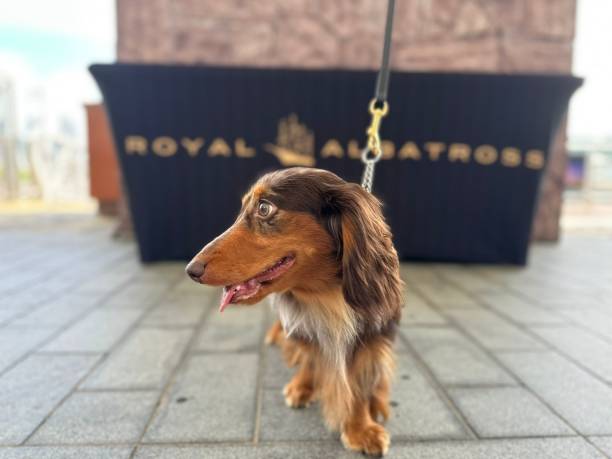 istock Bailey at Royal Albatross 1488836215
