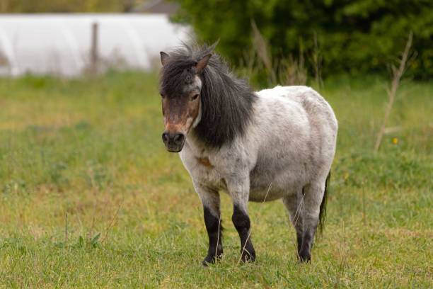 istock A gray pony with a black mane on a green lawn 1488836900
