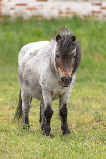 istock A gray pony with a black mane on a green lawn 1488836902