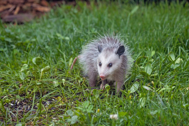 istock An Opossum in Green Grass 1488837327
