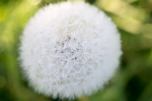 istock Dandelion, Taraxacum officinale fluffy ball closeup selective focus 1488838520