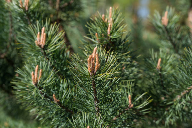 istock Pinus sylvestris, Scots pine young buds closeup selective focus 1488838747