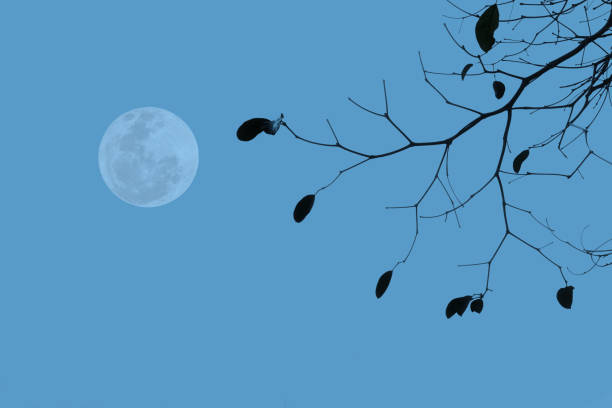 Full moon on sky with tree branch silhouette.