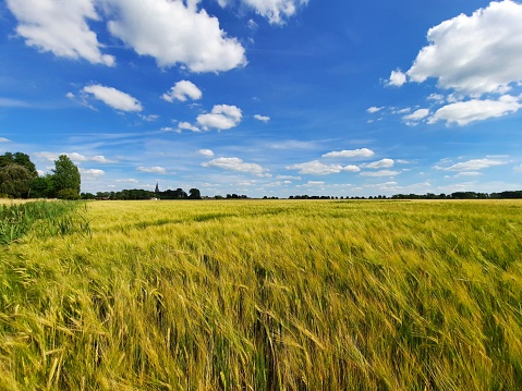 Golden wheat field with a cloudy sky in the Netherlands. The village Leens is in the background.