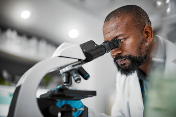 istock Mature man, microscope and laboratory scientist in plant growth analytics, food engineering or leaf medical research. Biologist, worker or employee with science magnify technology for sustainability 1488839252