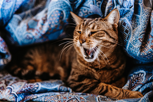 Yawning grey-brown cat lying on the bed in his self made duvet - cave. Selective focus. Color editing.