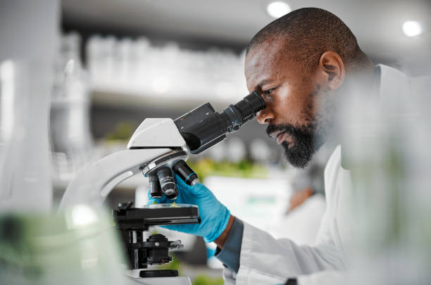 Biologist, microscope and laboratory scientist in plant growth analytics, food engineering or leaf medical research. Mature man, worker or employee with science magnify technology for sustainability