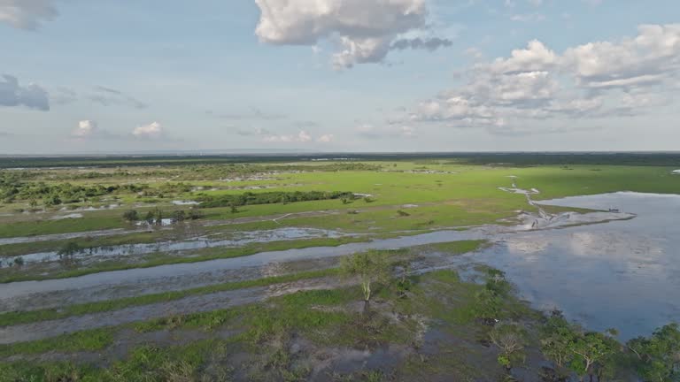 Cambodia Rice Paddy Field Wetland Video Flyover 4K Video