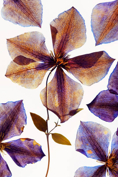 istock White and purple Clematis flower isolated on white background 1488839614