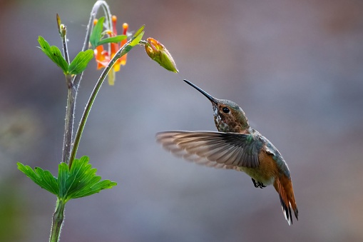 A close-up shot of a Rufous hummingbird in flight, hovering around a vivid plant
