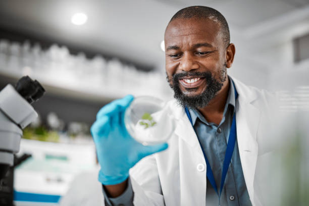 istock Scientist, research or leaf sample in laboratory, medical engineering or gmo food analytics for farming innovation. Smile, happy or man with science petri dish in pharma study for climate change data 1488842815