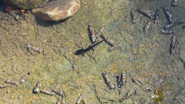 salamander tadpoles caddis larvae in the stream