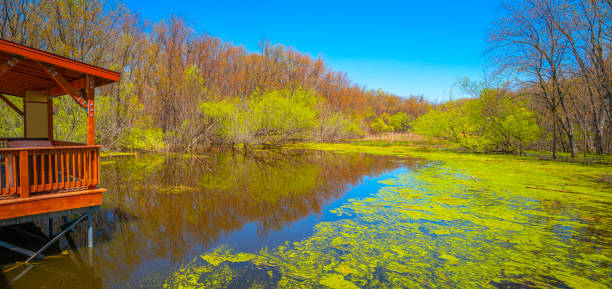 Bird watching pavilion, tranquil riverside wetland, and water reflections in spring at Nicolet Bird and Wildlife Refuge along the St. Lawrence River forest near Trois-Rivières, Québec, Canada