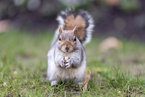 European Grey Squirrel eating a nut