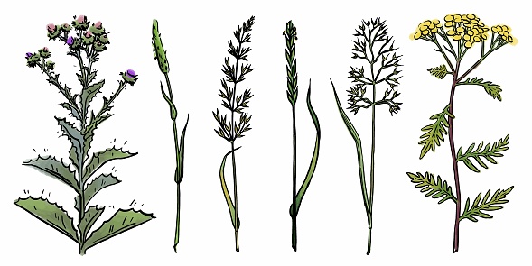 Collection of watercolor herbs with ink outline. Vector floral illustration of thistle, tansy, timothy, bluegrass, wheatgrass, oatmeal.