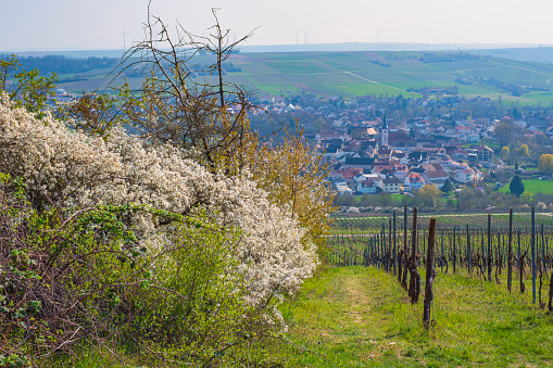 View past a blooming sloe hedge down into the valley to Stadeckien-Elsheim/Germany