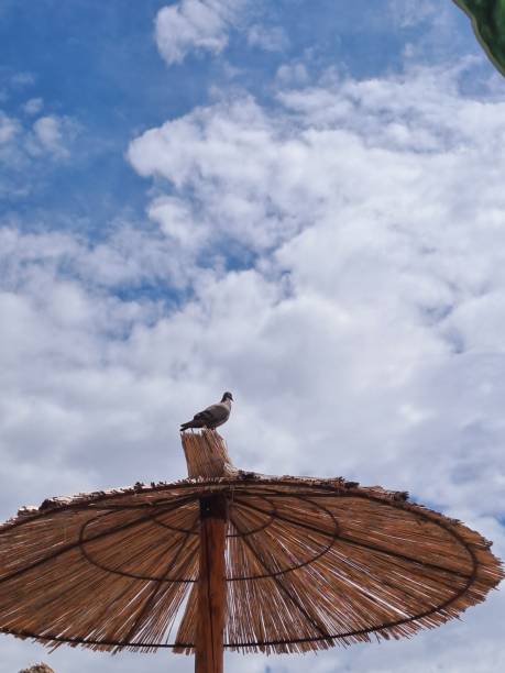 Seagull perched atop a beach umbrella