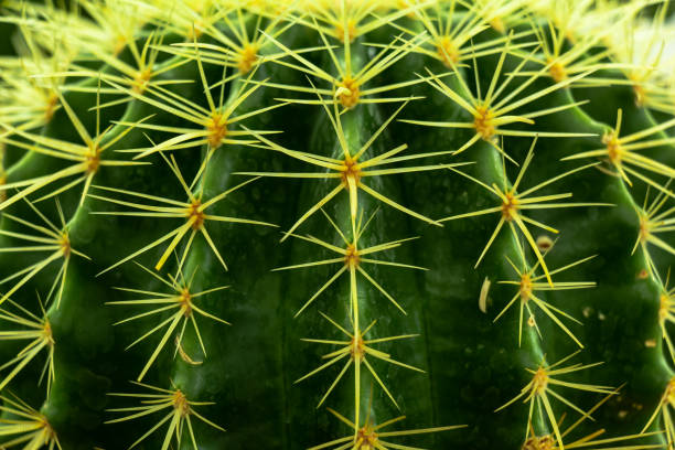 istock Close up of cactus texture 1488846393