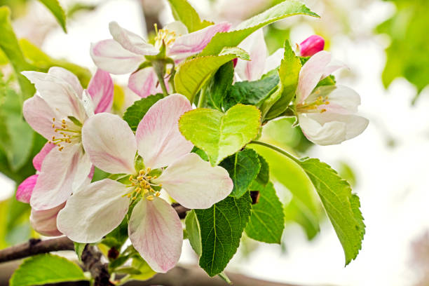 istock blooming gently pink apple tree flowers. farm agriculture 1488847110