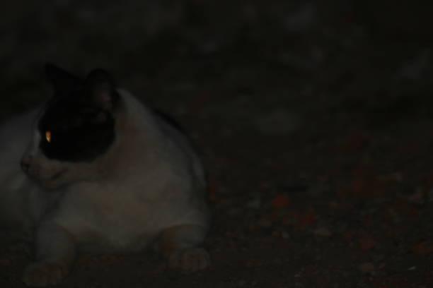 istock a village cat is relaxing at night 1488847601