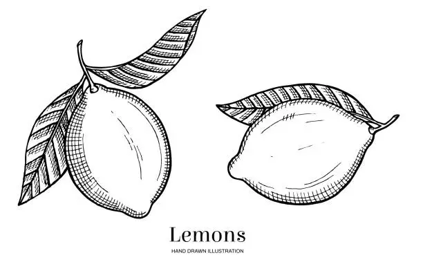 Vector illustration of Two hand drawn lemons isolated on white background. Vegetarian, organic food. Vector Illustration.