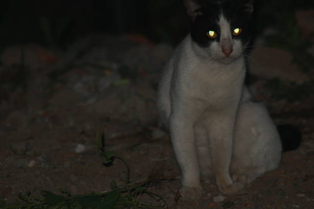 a village cat is relaxing at night