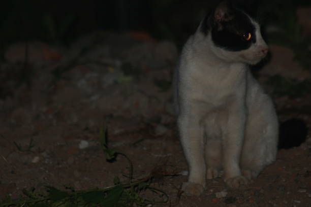istock a village cat is relaxing at night 1488847672