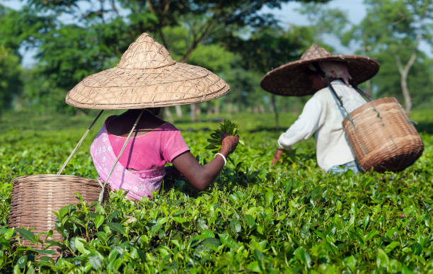 Women picking tea leaves on a lush plantation. Assam, India. ASSAM, INDIA - 30, AUGUST 2011: Women picking tea leaves wearing beautiful bamboo hats and carrying collection baskets in lush plantation on August 30, 2011 in Jorhat, Assam, India. assam india stock pictures, royalty-free photos & images