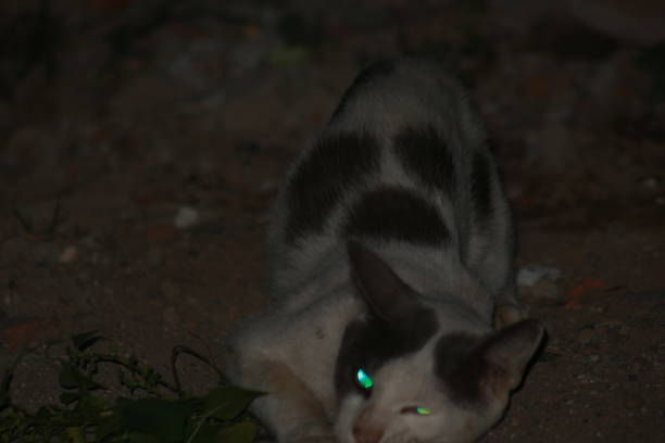 istock a village cat is relaxing at night 1488847857