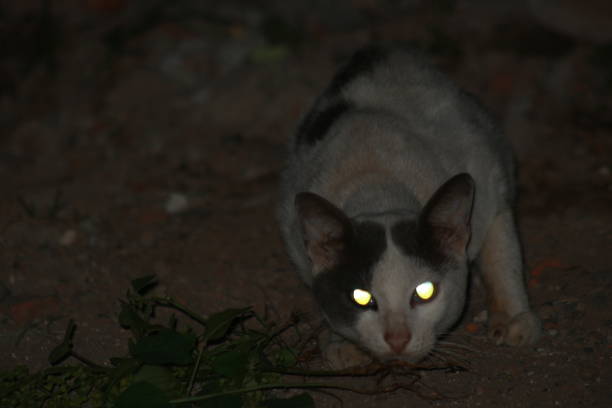 a village cat is relaxing at night