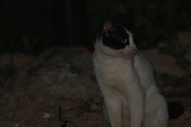 istock a village cat is relaxing at night 1488848087