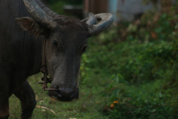 istock Buffalo is eating grass around a green garden 1488848168
