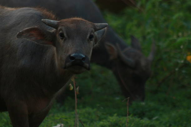 istock Buffalo is eating grass around a green garden 1488848338