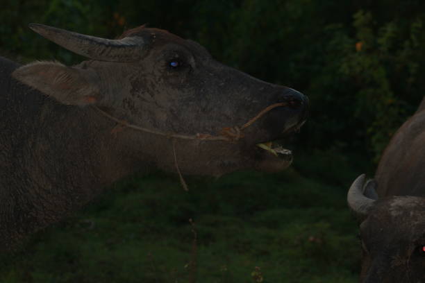 istock Buffalo is eating grass around a green garden 1488848413