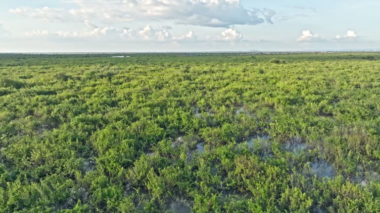 Wetlands at Tonle Sap Lake Cambodia Flyover 4K Video