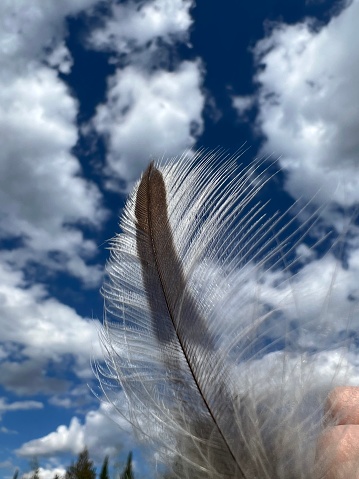 Large detailed feather being held in the sky. The feather is white and gray with lots of detail on the feather and feather wisps. The background is beautiful blue skies and clouds on a perfect day. Pine tree horizon line can be seen slightly in the lower half of the photo.