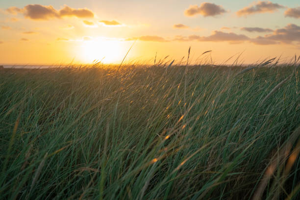 istock Sunset over dune at North Sea 1488850243