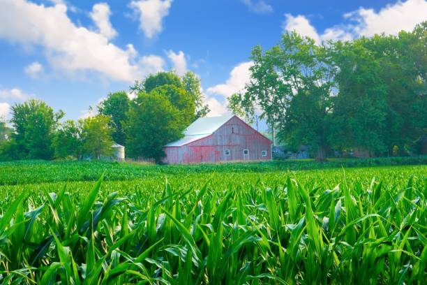 istock Corn Field with red barn in the background- Howard County, Indiana 1488851552