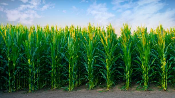 istock Cornfield in early morning- Howard County, Indiana 1488851681