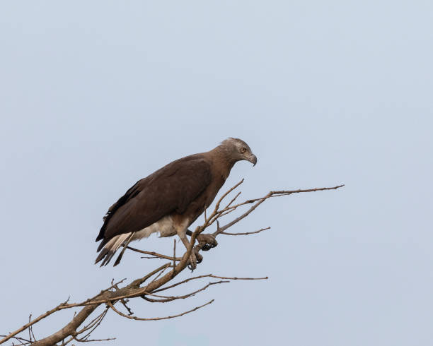 istock Grey-headed Fish Eagle, Haliaeetus ichthyaetus: Kaziranga NP, India 1488853596