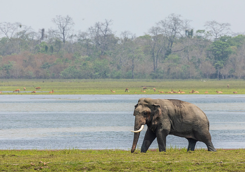A female Indian (Asian) Elephant, Elephas maximus, walking along the edge of a river in Kaziranga National Park, Assam, India. Some deer are in the background, out of focus.