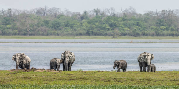 Family group of Asian elephants:  Kaziranga NP, India stock photo