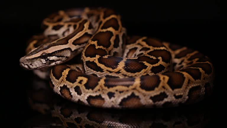 100+ Burmese Python Stock Videos and Royalty-Free Footage - iStock